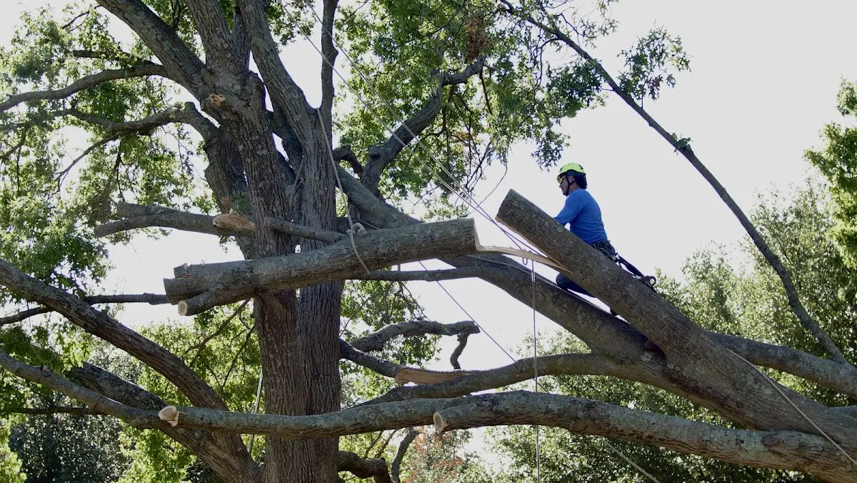 Professional Hazardous Tree Removal performed by certified arborists in Fredericksburg